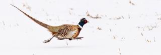 Pheasant rooster running in snow