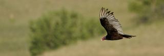 Turkey vulture