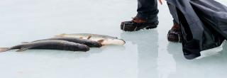 Harvested pike lying on ice