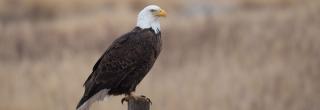 Adult bald eagle standing on post