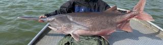 Paddlefish