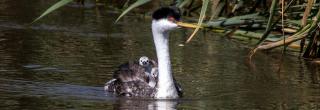 Western grebe with chicks on its back