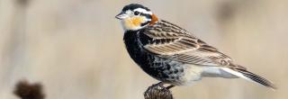 Chestnut collard longspur male