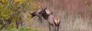 Cow elk