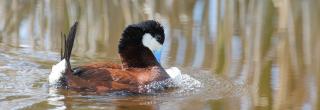 Ruddy Duck