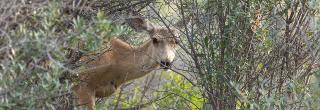 Deer looking through brush