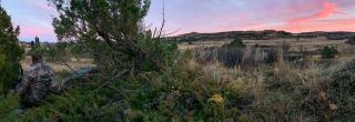 Bow hunter hiding between trees in the badlands