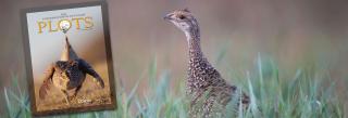 Sharp-tailed grouse on right, 2024 PLOTS Guide cover on left