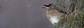 Cedar waxwing