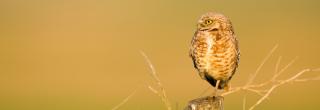 Burrowing owl standing on fence post