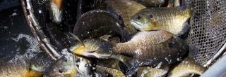 Bluegill in a net