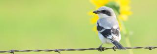 Loggerhead shrike