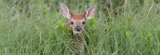 Fawn in grass