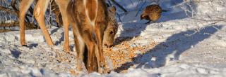 Deer at corn pile