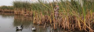 Girl waterfowl hunting surrounded by cattails with duck decoys in the water in front of her.