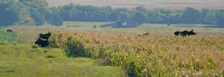 Bull moose lying by corn field with other moose around