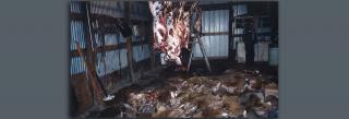 Poached deer being processed in a barn