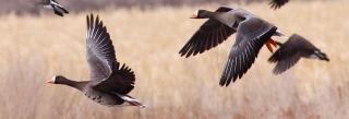 Greater white-fronted geese