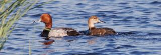 Redhead duck pair