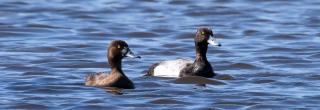 Lesser scaup pair