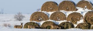 Deer by a snow covered hay stack