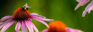 Bee on purple coneflower