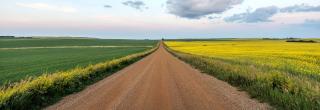 Ag fields on either side of a gravel road