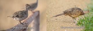 Sharptail (left), pheasant (right)