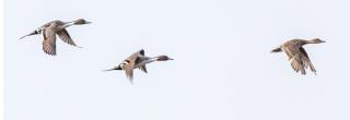 Pintails flying across blue sky