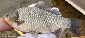 Prussian carp  (Photo credit: Saskatchewan Sport Fish Research Group)