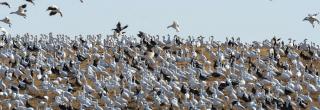 Light goose flock