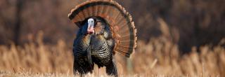 Male turkey displaying