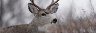 Closeup of a mule deer buck