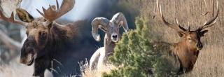 Moose, bighorn sheep and elk