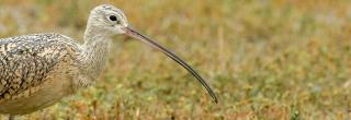 Long-billed curlew