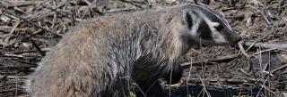 Badger