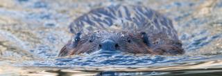 Beaver swimming