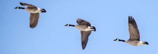 Three Canada geese flying