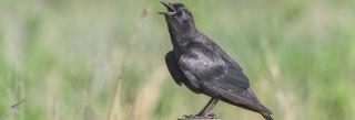 Crow calling from fence post