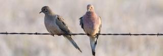 Two mourning doves sitting on wire