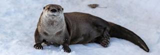 Otter on snow
