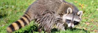 Wet raccoon in grass