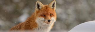 Red fox in snow