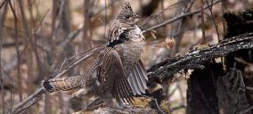 Ruffed grouse drumming on log in forest