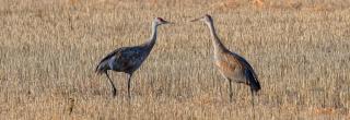 Sandhill crane adult and juvenile in field
