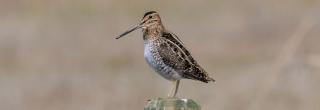 Snipe