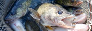 Walleye in a net