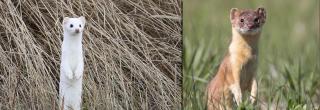 Weasel in winter coat (left) and summer coat