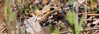 Woodcock on nest