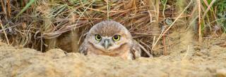 Burrowing owl